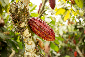 Benefits of whole red cacao fruit chocolate