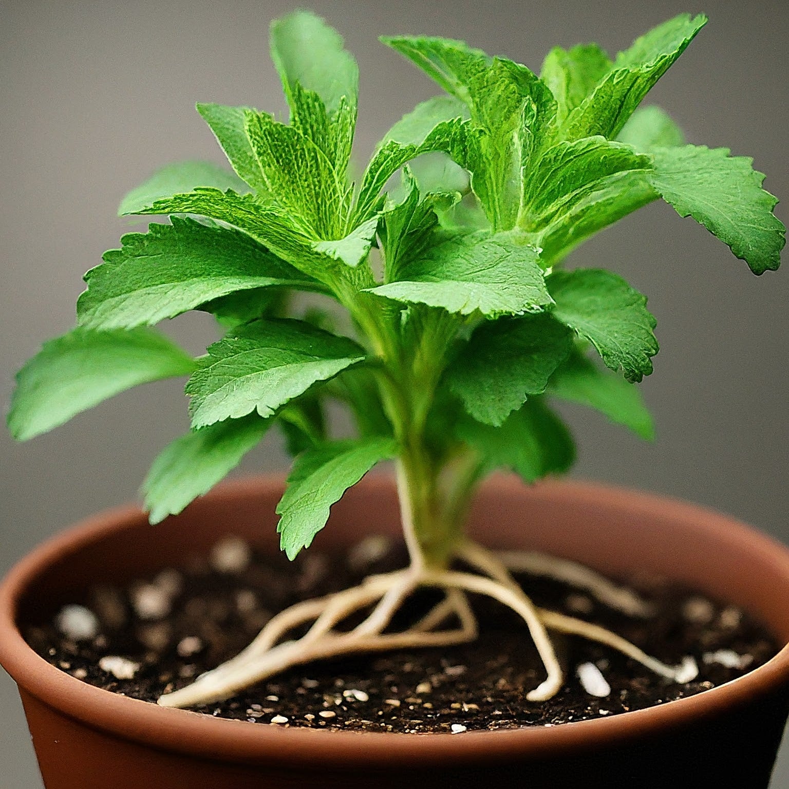 Stevia plant with amplified natural sweetness used to enhance the sweet profile of chocolate without an aftertaste