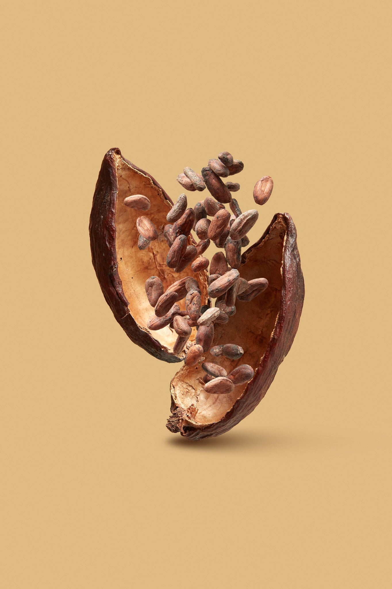 Whole cacao open pod